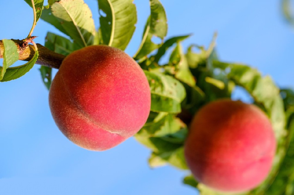 肥城桃為什么品質(zhì)下降？試試土壤養(yǎng)分檢測